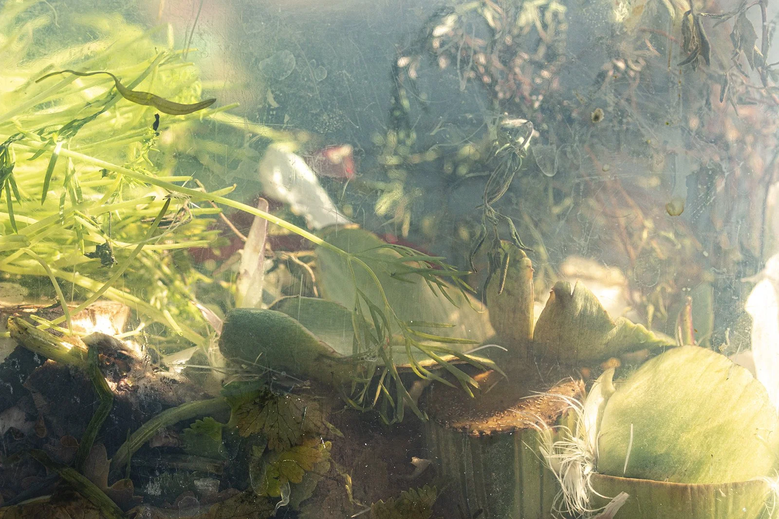 Choke Stool Faerie, 2021, Archival pigment print, 40 x 60 inches