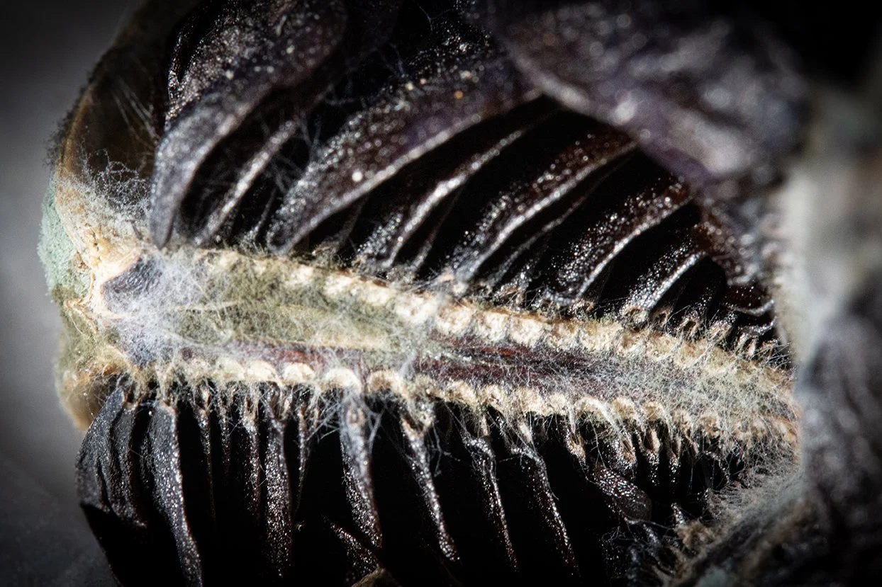 Seed Pod Alien 3, 2011, Archival digital print, 23 X 35" (Ltd edition)