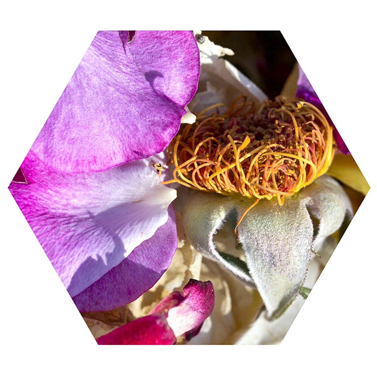 Close-up of a colorful flower including pink, white, and purple petals, with yellow and orange stamens, and a fuzzy green and gray bud.