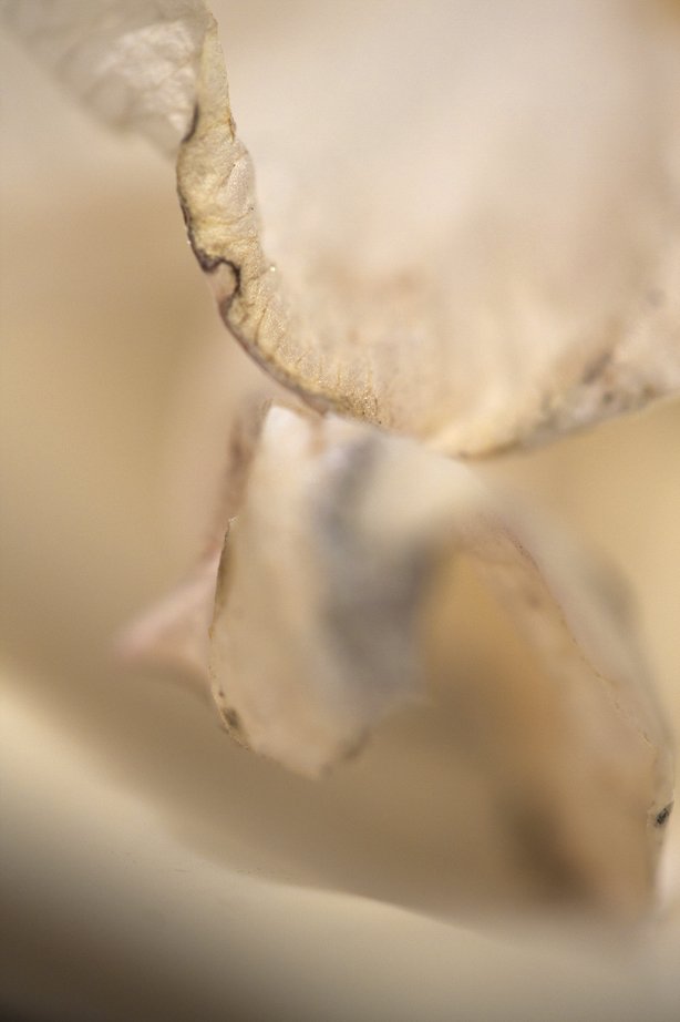 Close-up of a dried flower petal, showing its curled edges and soft texture.