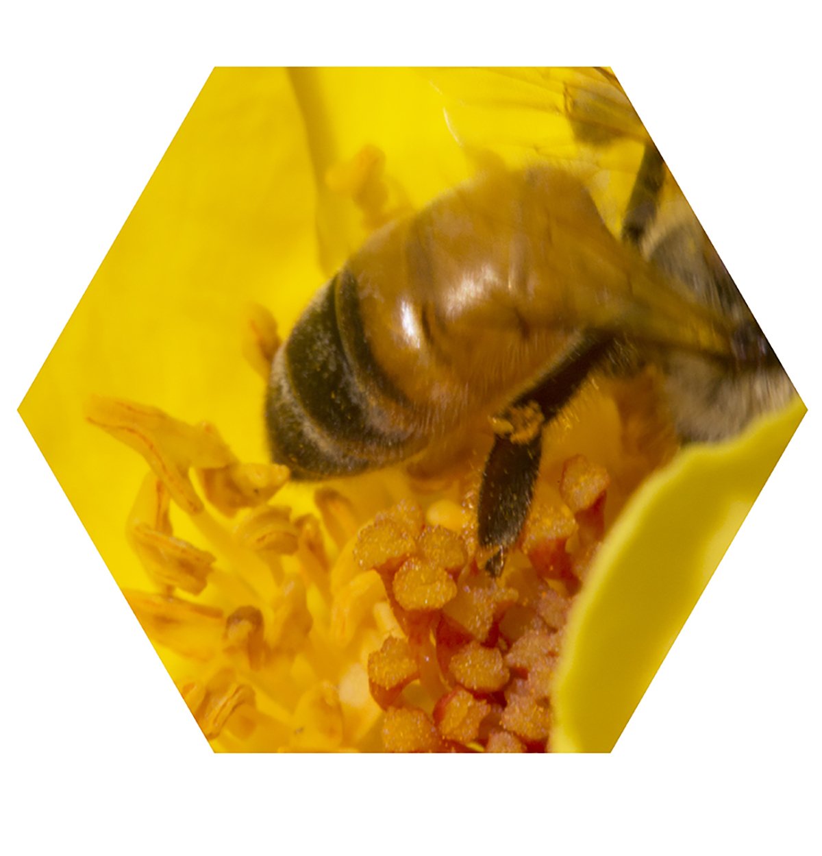 Close-up of a honey bee on a yellow flower with orange pollen grains