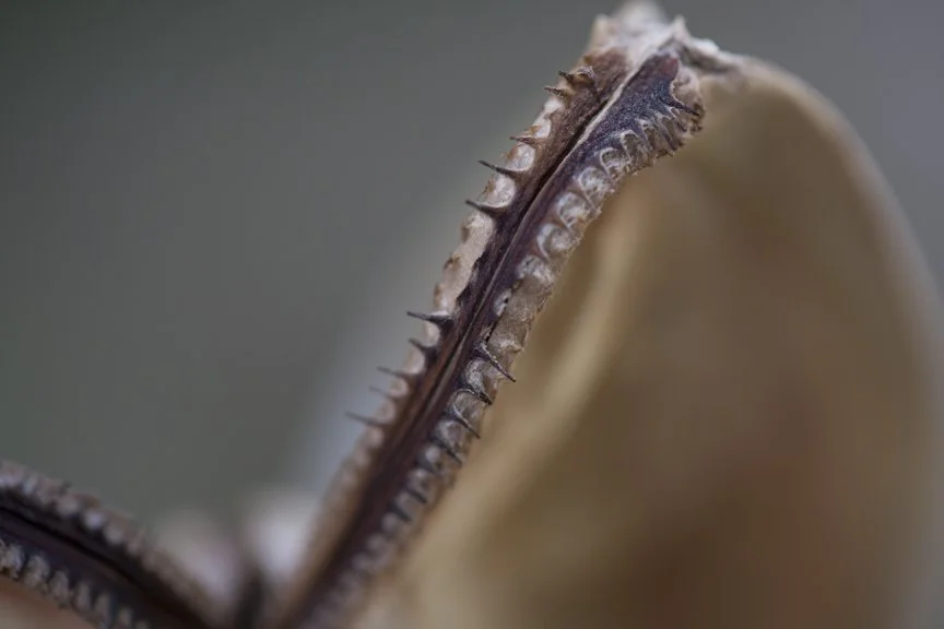 Close-up of a plant leaf with a spiny, thorny edge.