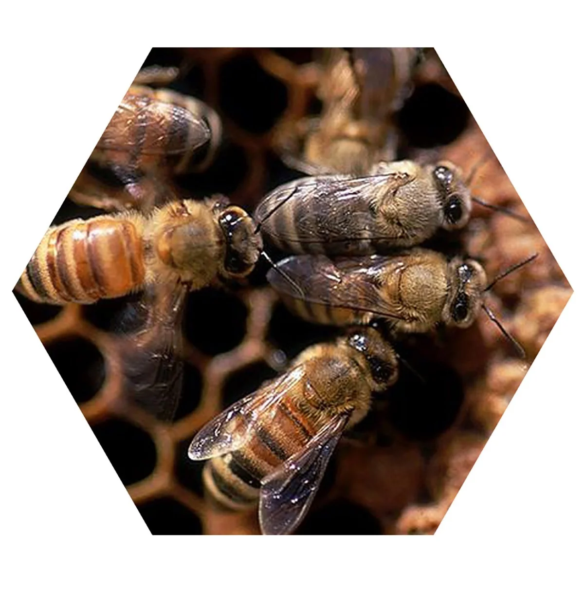 Close-up of honeybees on a honeycomb, with some bees working and others resting.