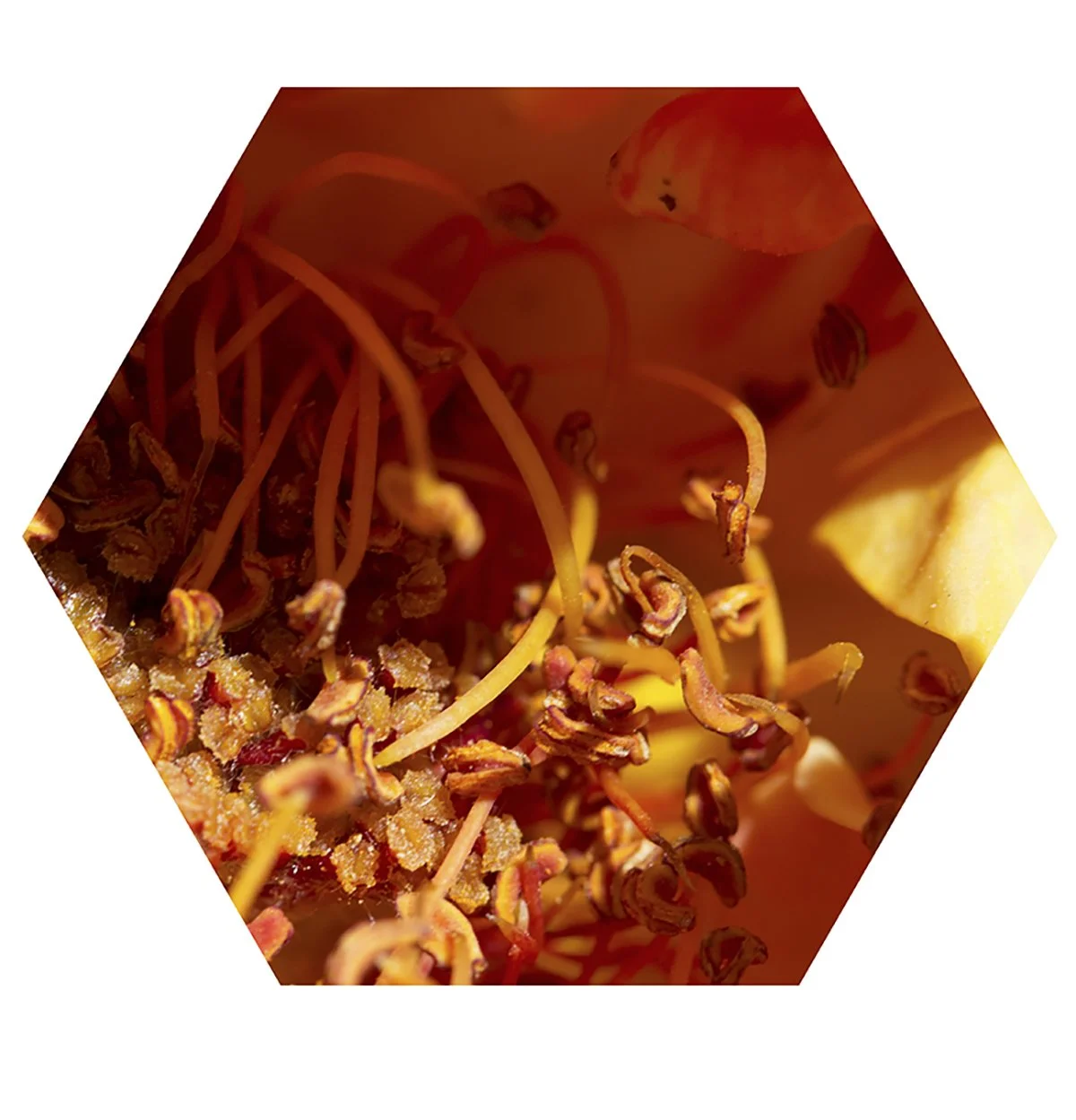 Close-up view of sprouted apple seeds with small, brown, curly sprouts emerging from the seeds inside a halved apple.