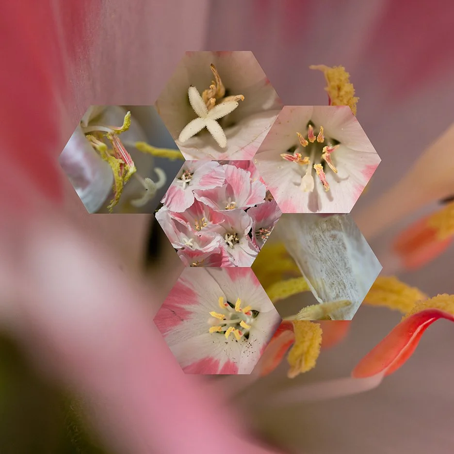 Farewell to Spring (Clarkia amoena),
2014, Archival digital print mounted on white sintra and faced with plexiglas, 40 X 38.5”