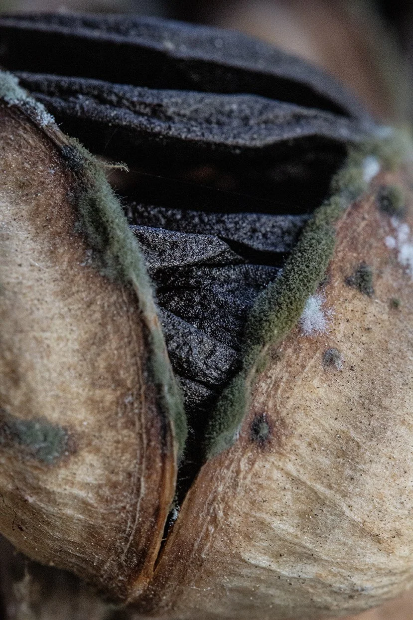 Seed Pod Shell, 2011, Archival digital print, 35 X 23" (Ltd edition)