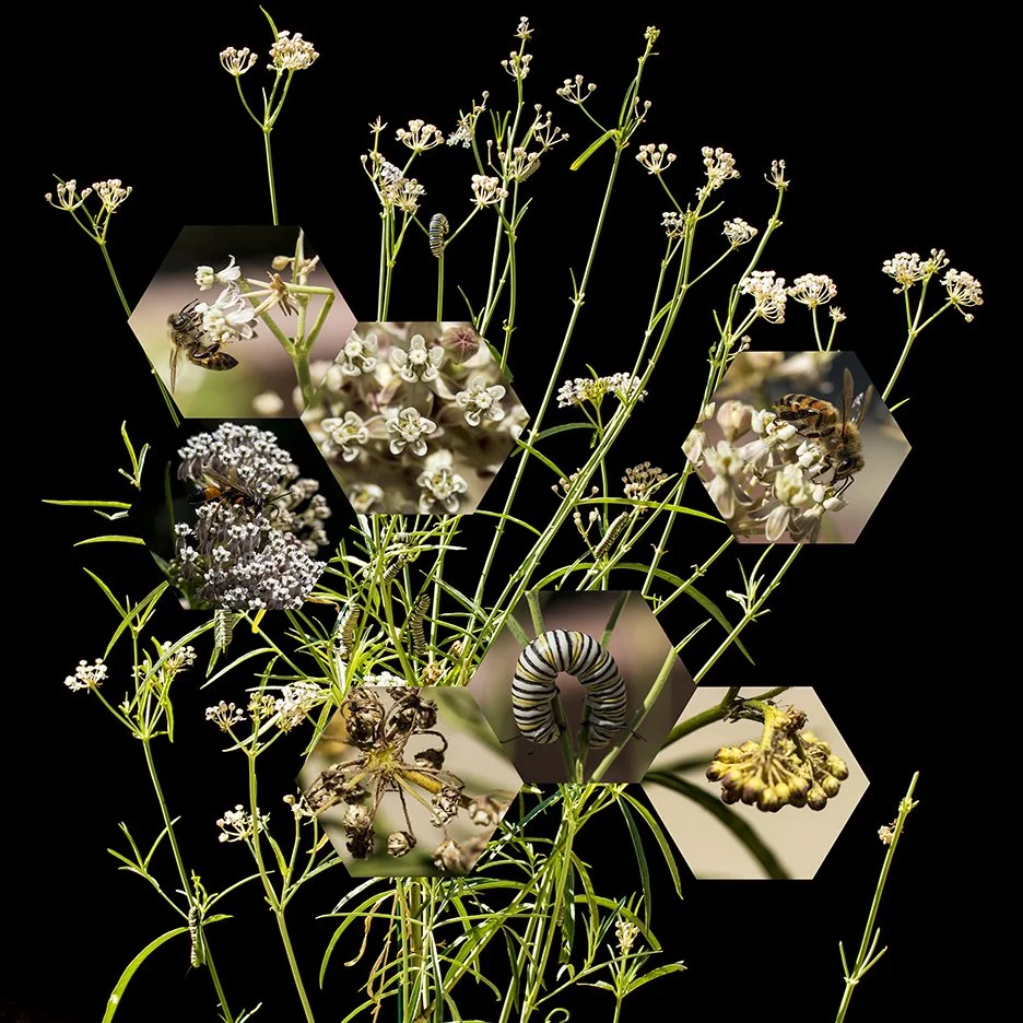 Milkweed (Asclepias fascicularis),
2014, Archival digital print mounted on white sintra and faced with plexiglas, 40 X 38.5”