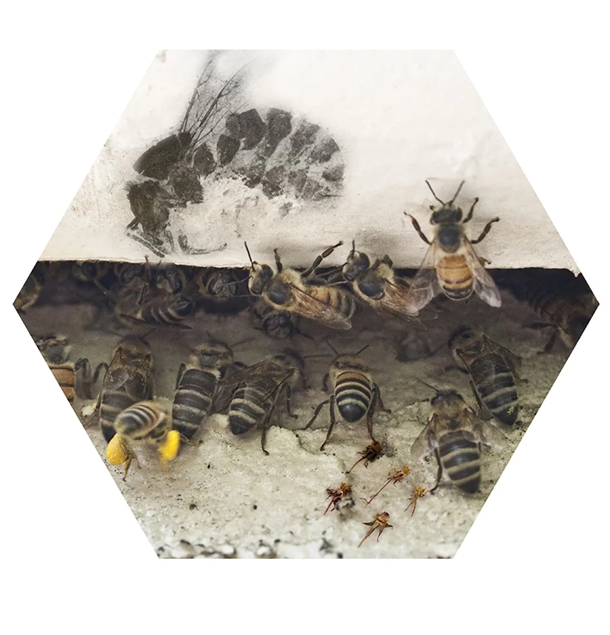 Close-up of honeybees in a hive, with some bees on a wooden surface and others under a paper with a black and white image of bees.