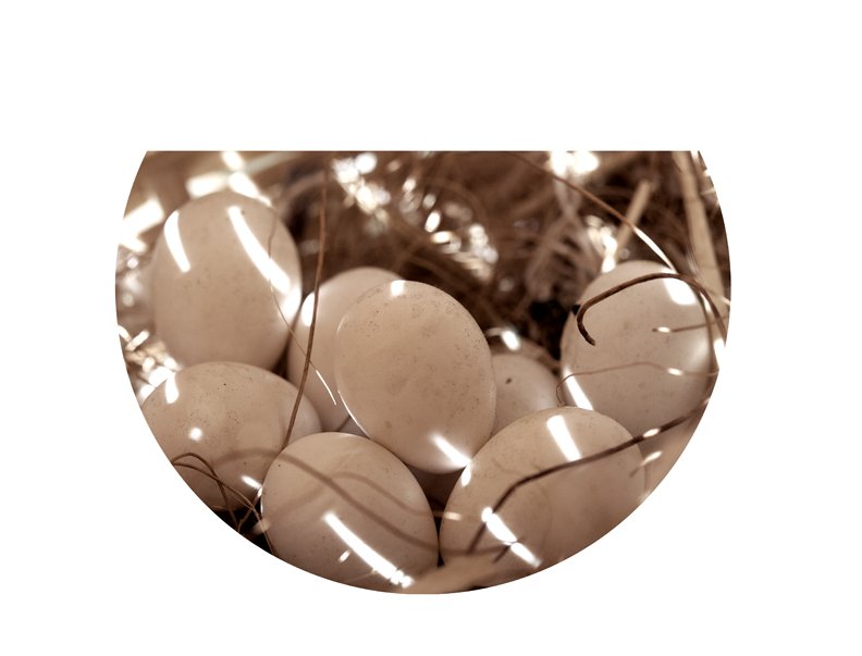 A close-up of several white eggs in a nest with straw.