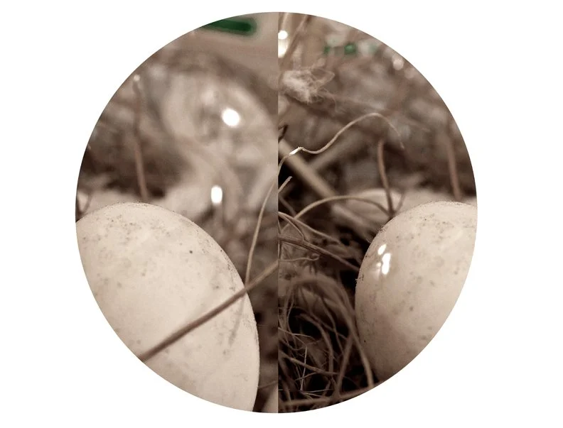Two round eggs nestled in dry grass and twigs.