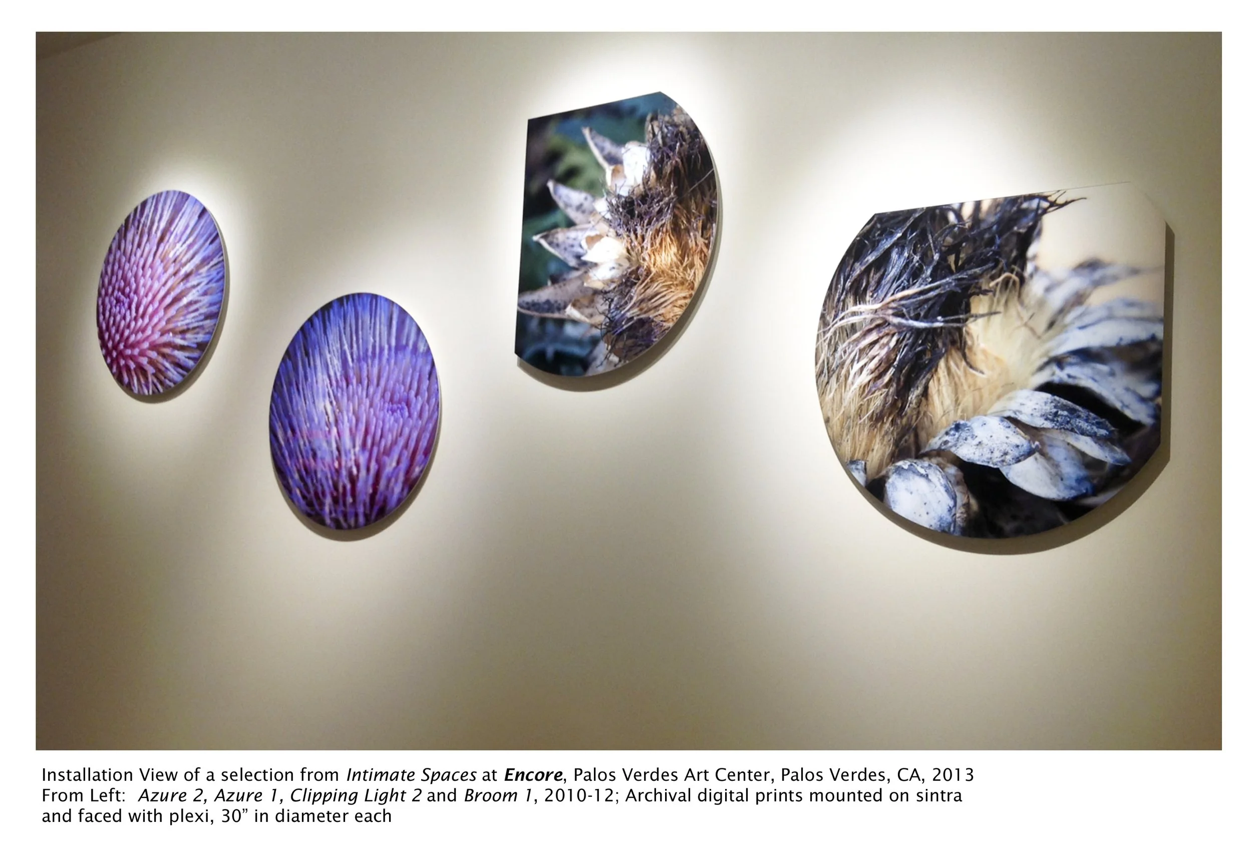 Five digital prints of natural textures and objects, mounted and illuminated, displayed in an art gallery. The prints feature close-up views of organic subjects like sea urchin spines and plant seeds.