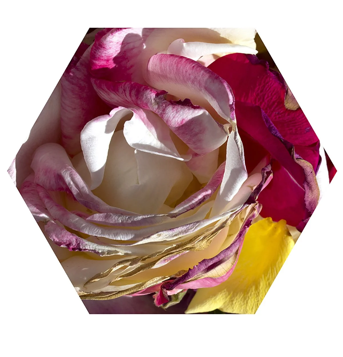 Close-up of multicolored rose petals, including white, pink, red, and yellow, arranged in a hexagonal frame.