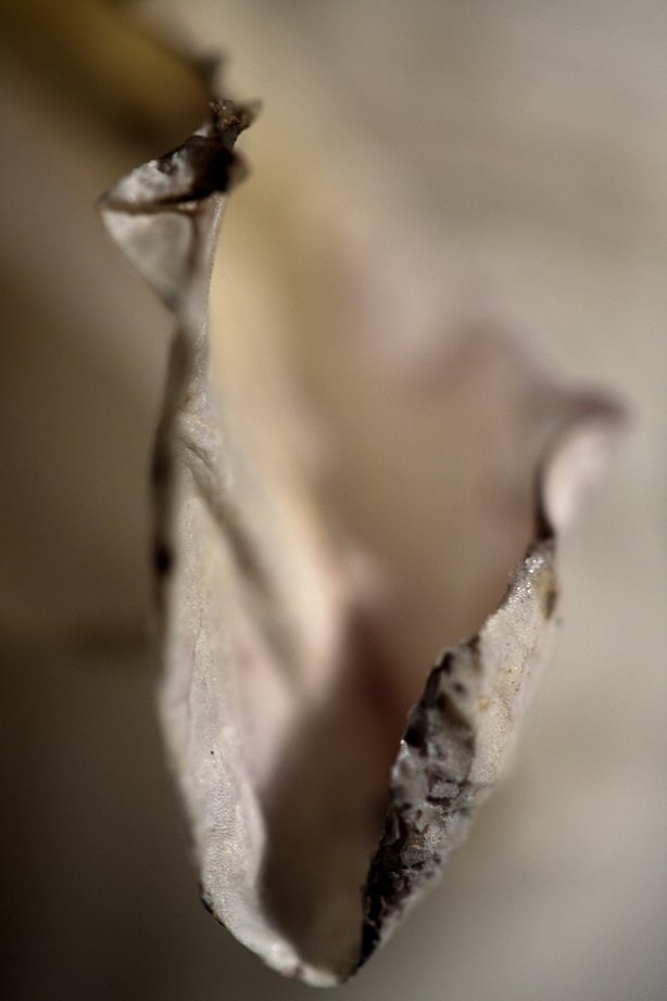 Close-up of a cracked eggshell.