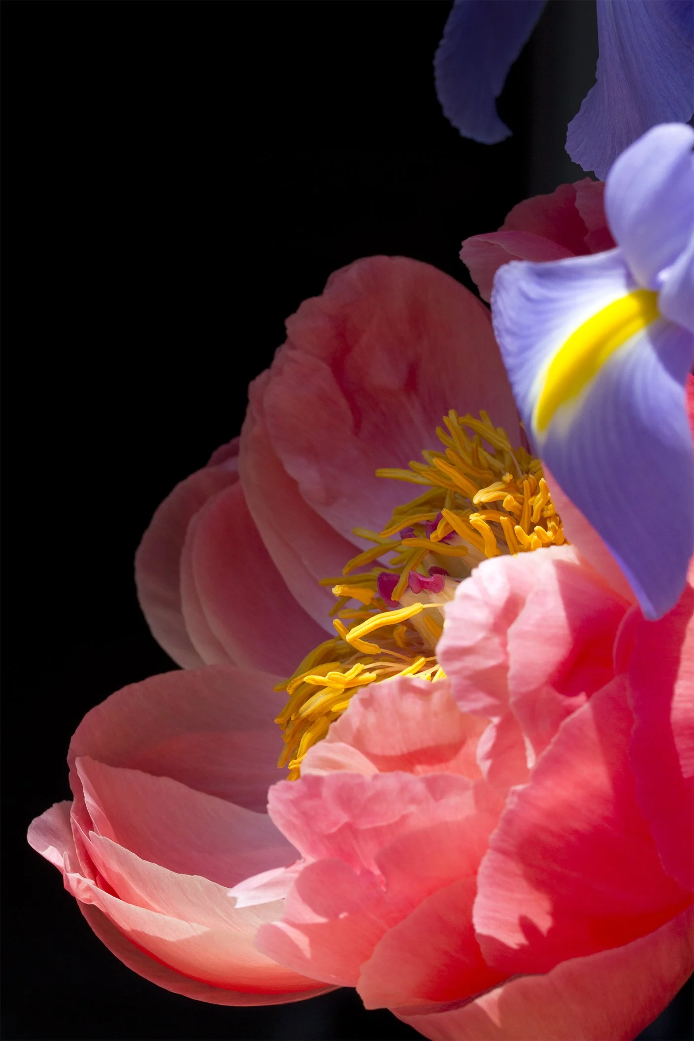 Close-up of pink, purple, and yellow flower petals with detailed yellow and orange stamens against a black background.
