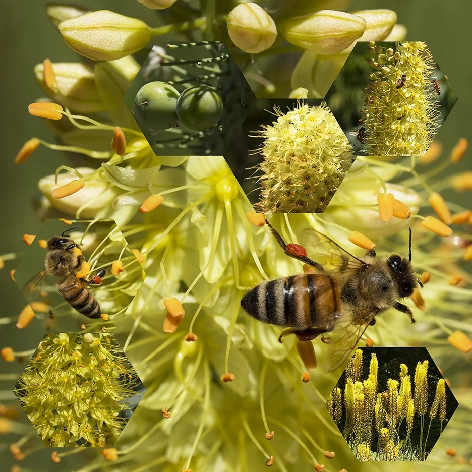 Desert Candle 1 (Eremurus stenophyllus),
2018, Archival digital print mounted on white sintra and faced with plexiglas, 40.5 X 40.5”