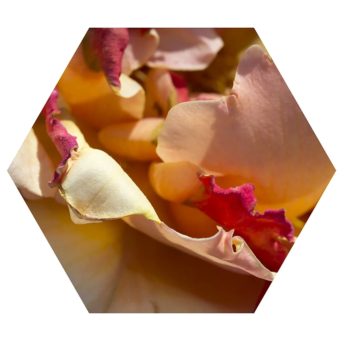 Close-up of pink and cream-colored flower petals with ruffled edges.