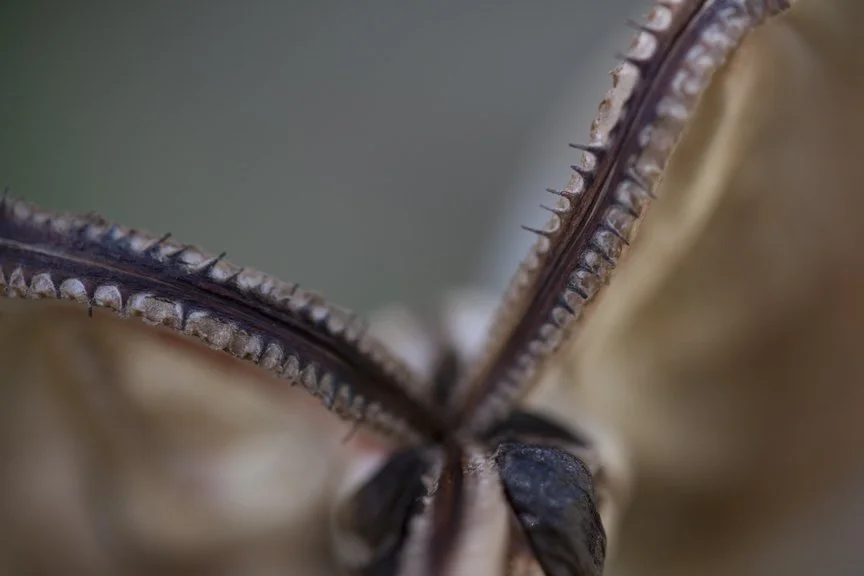 Close-up of a butterfly's wings, showing the detailed edges and texture.