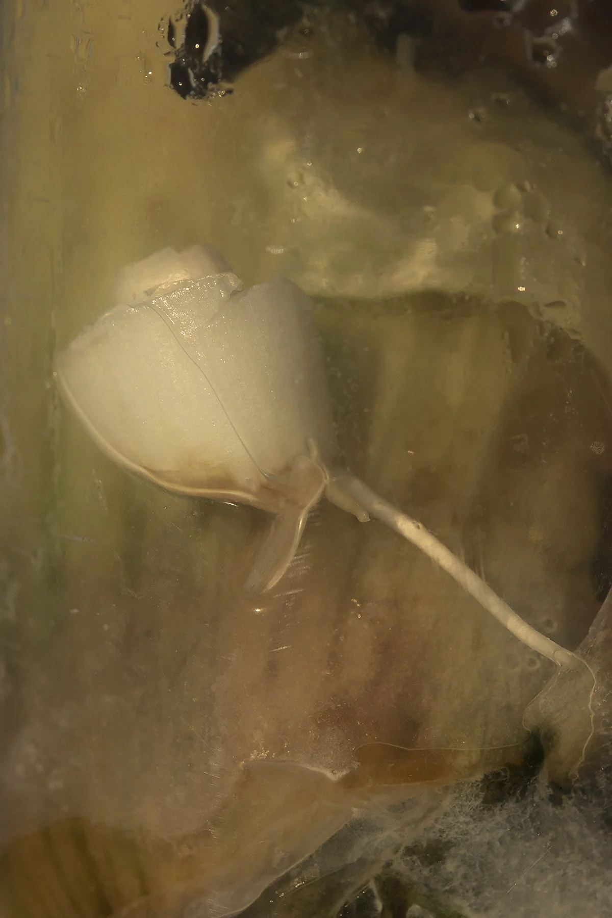 Dickinson, 2020,
Archival pigment print,
24 x 16 inches