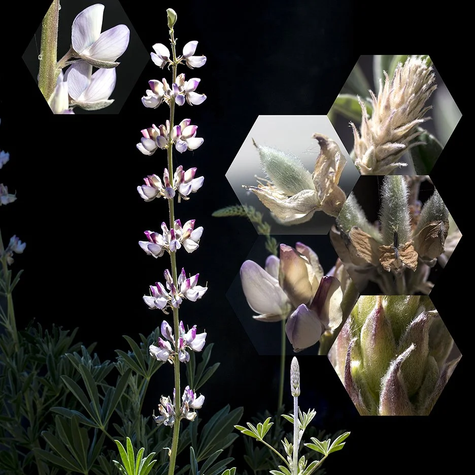 Milkweed (Asclepias fascicularis), 
2014, Archival digital print mounted on white sintra and faced with plexiglas, 40 X 38.5”