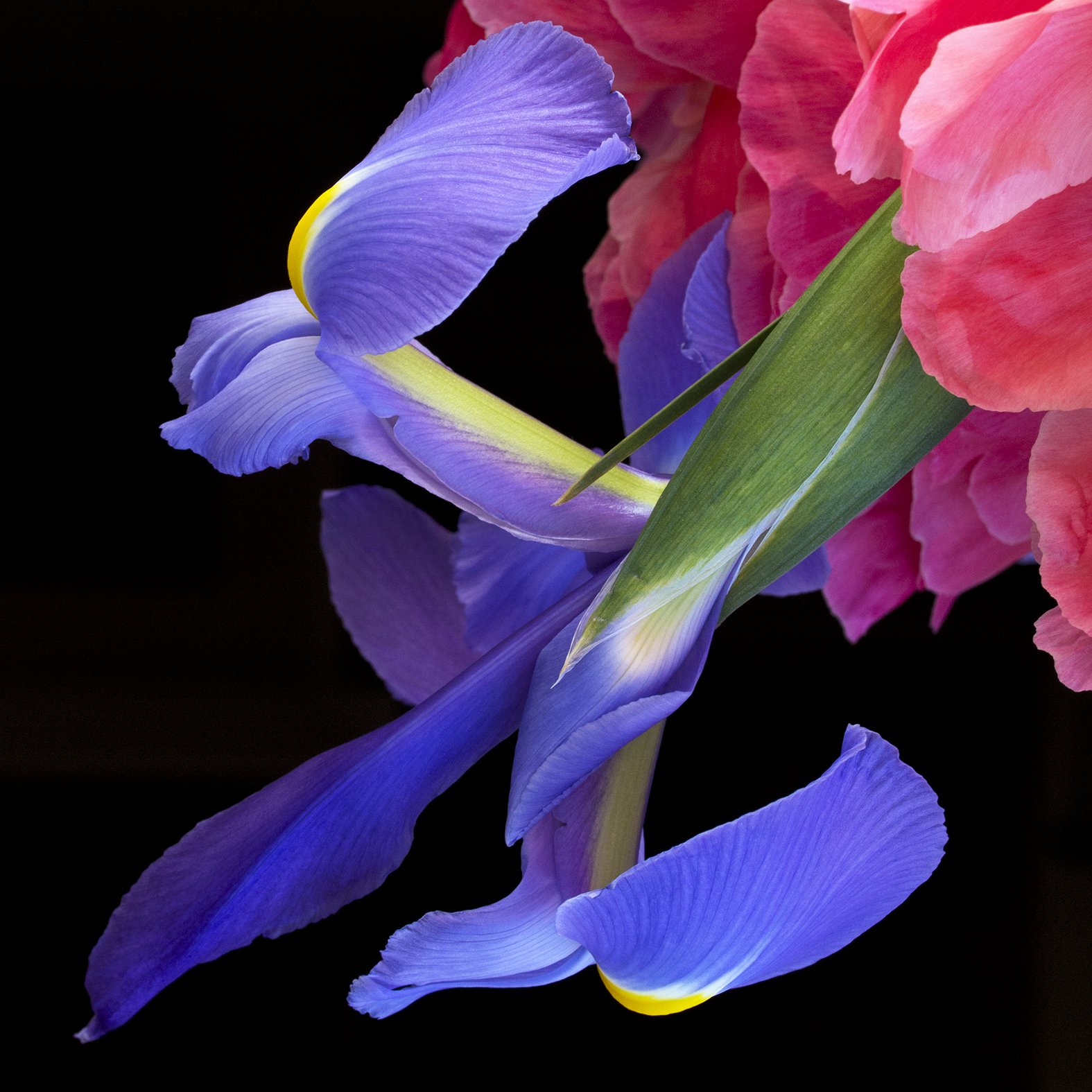 Close-up of pink and purple iris flower petals against a black background