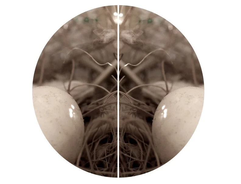 A close-up, symmetrical image of bird eggs nestled among dry grass and twigs, viewed through a circular lens.