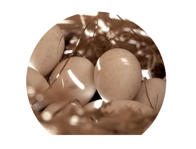 Close-up of white eggs in a nest among twigs and dried grass.