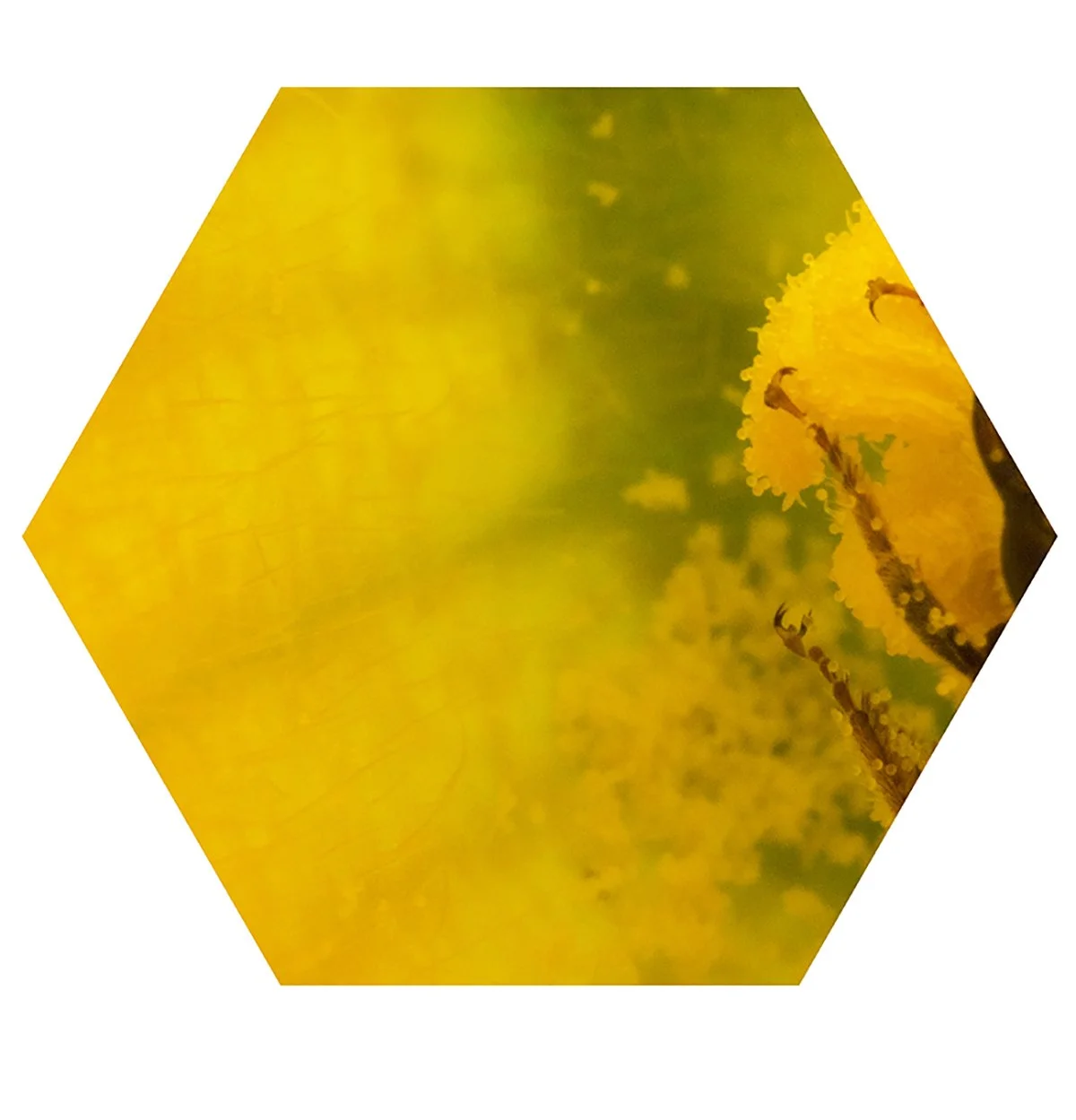 Close-up of yellow flowers on a tree branch with a green background.