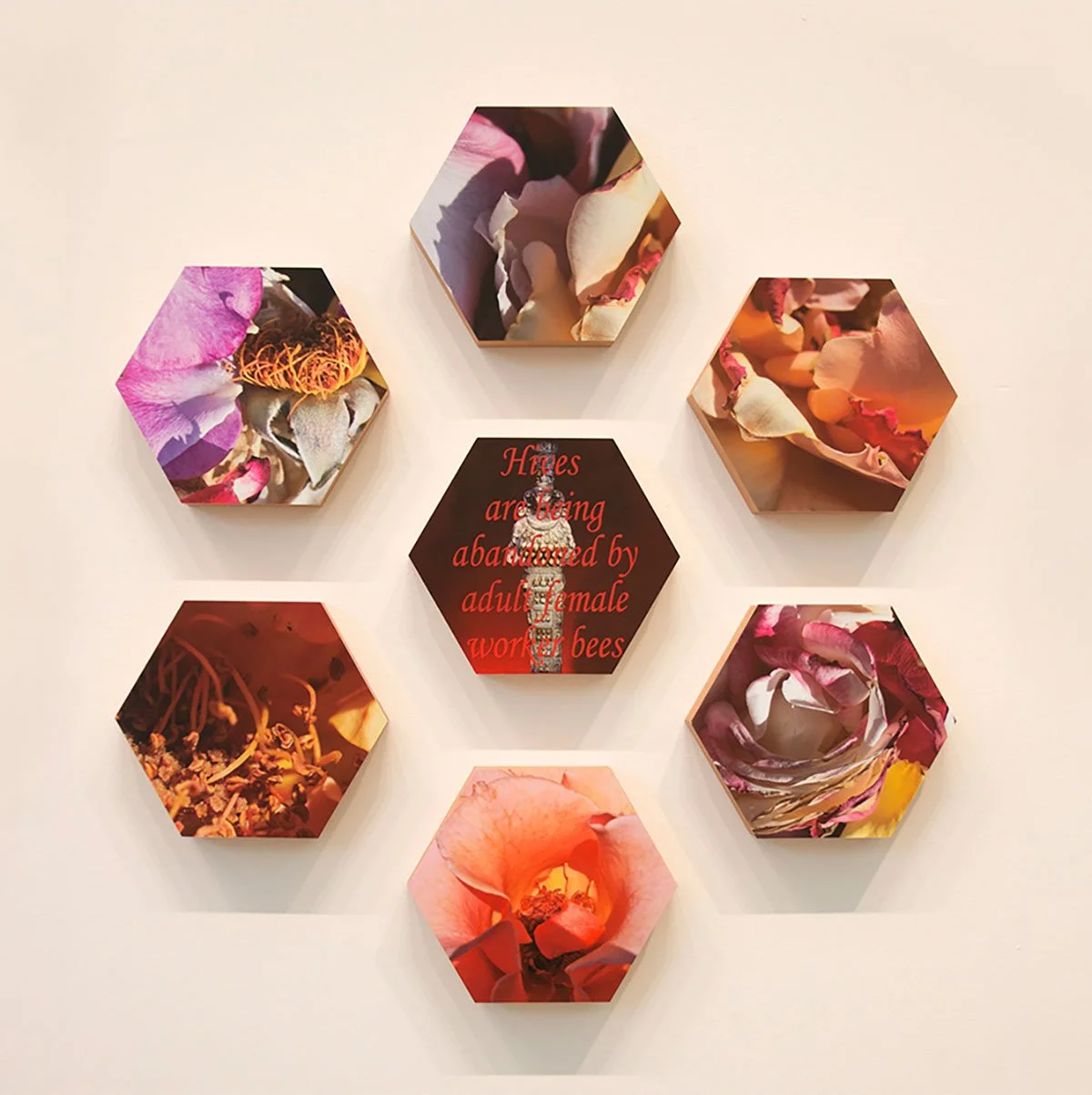 A wall display with seven hexagonal panels featuring close-up images of bees and flowers, and one panel with red text on a dark background that reads 'Hives are being abandoned by adult female worker bees'.
