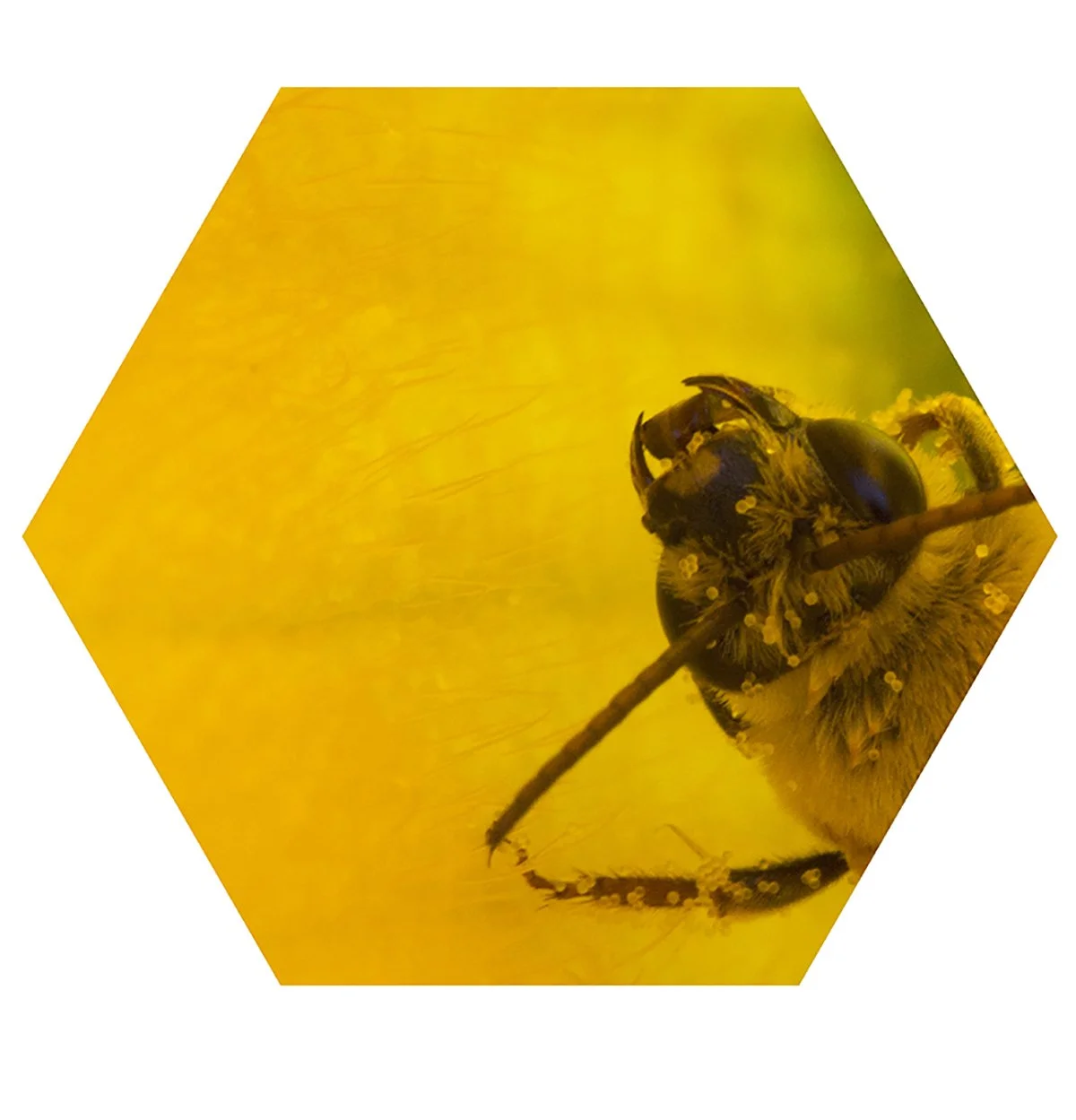 Close-up of a bee on a yellow flower, with a yellow background.