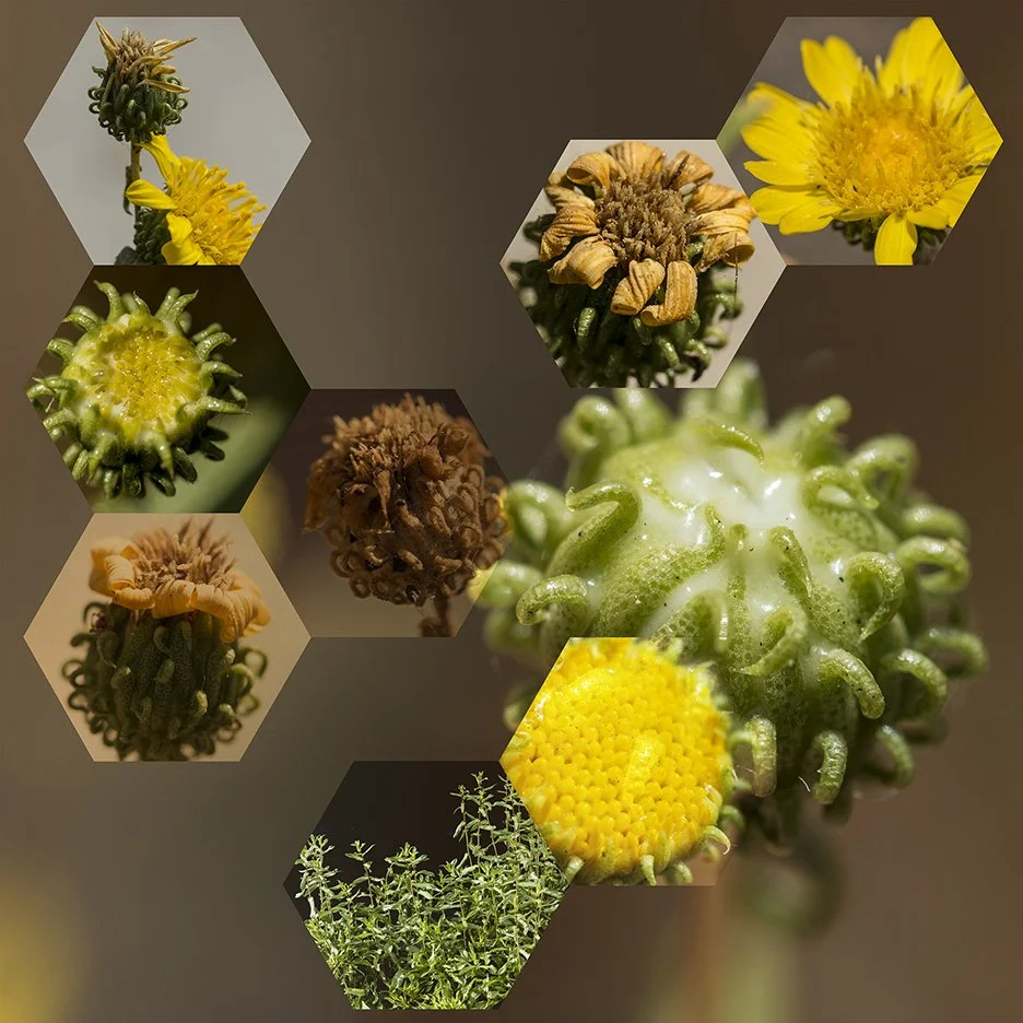 Gumplant (Grindelia camporum),
2015, Archival digital print mounted on white sintra and faced with plexiglas, 38.5 X 40”