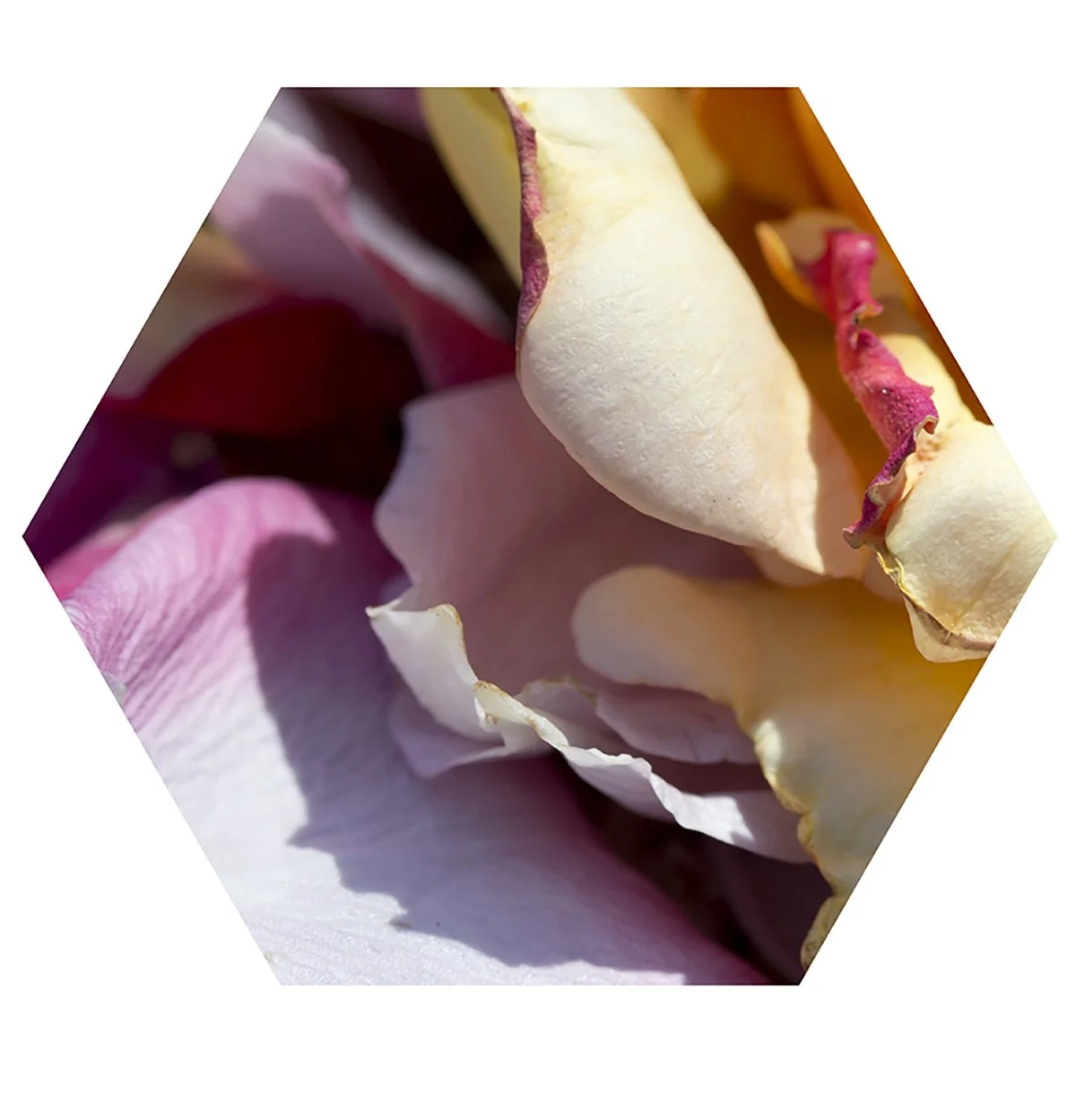 Close-up of a wilted pink and white rose with petals curling and discoloring.