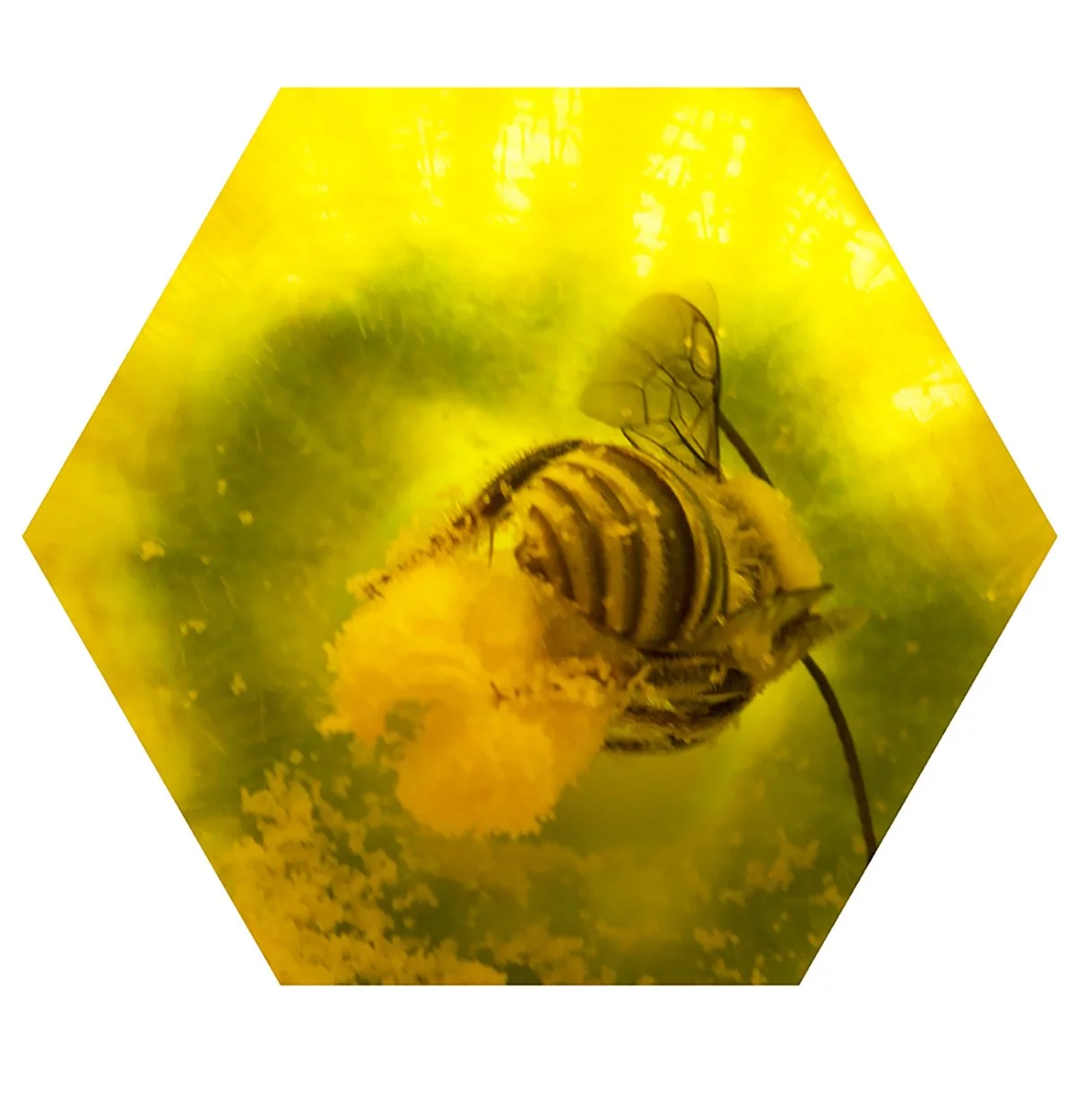 A close-up of a bee collecting pollen on a yellow flower, with a yellow background.