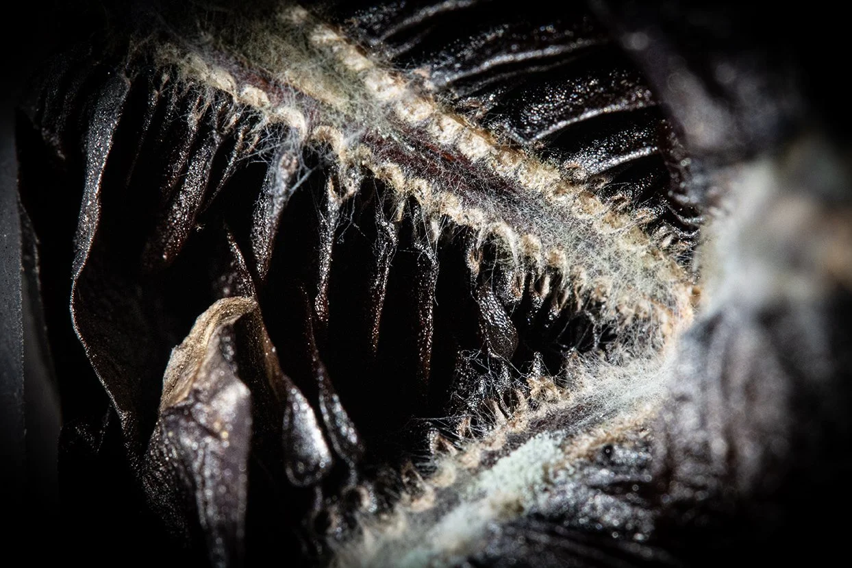 Seed Pod Alien 4, 2011, Archival digital print, 23 X 35" (Ltd edition)