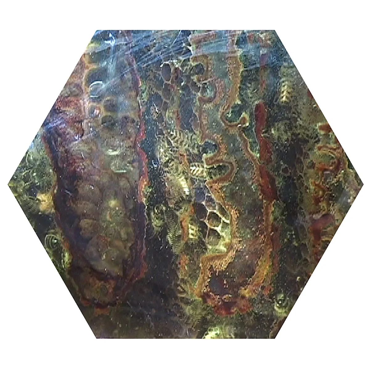 Close-up of a sea creature, possibly a coral or marine invertebrate, with intricate patterns and vibrant colors underwater.