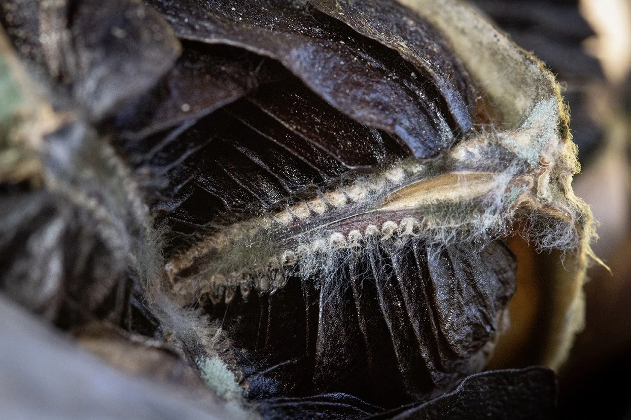 Seed Pod Alien 1, 2011, Archival digital print, 23 X 35" (Ltd edition)