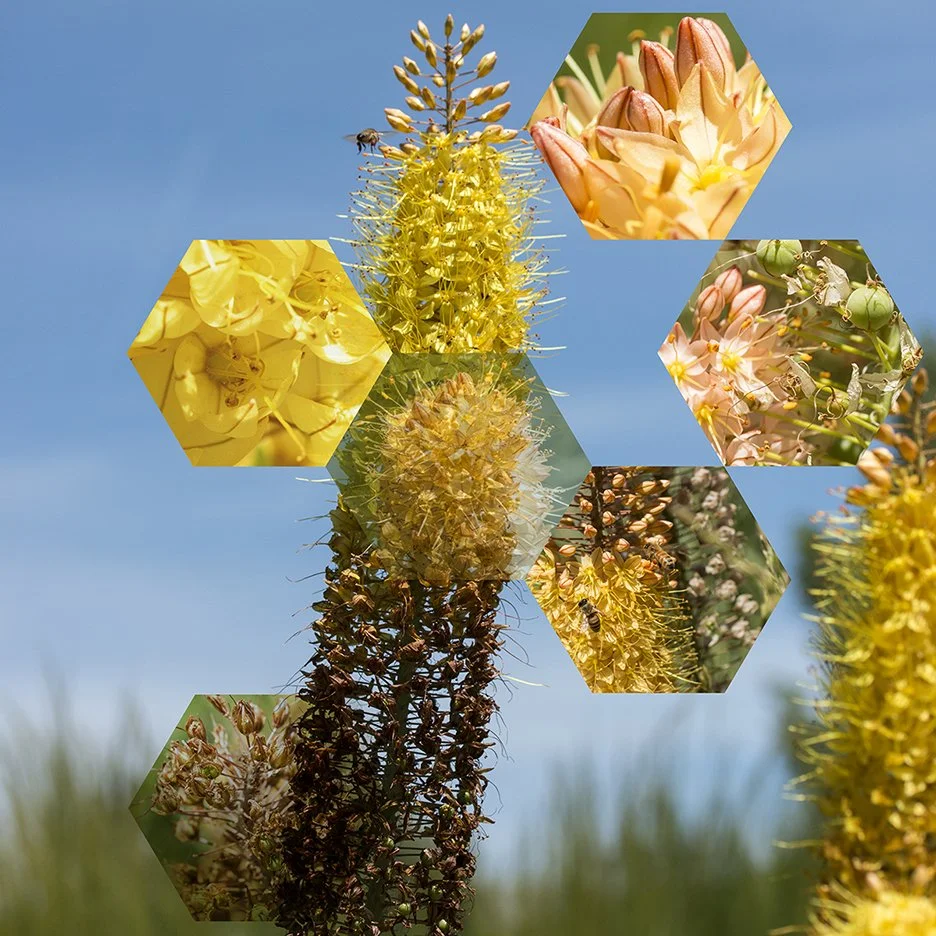 Desert Candle 2 (Eremurus x isabellinus 'Cleopatra'),
2018, Archival digital print mounted on white sintra and faced with plexiglas, 40.5 X 40.5”