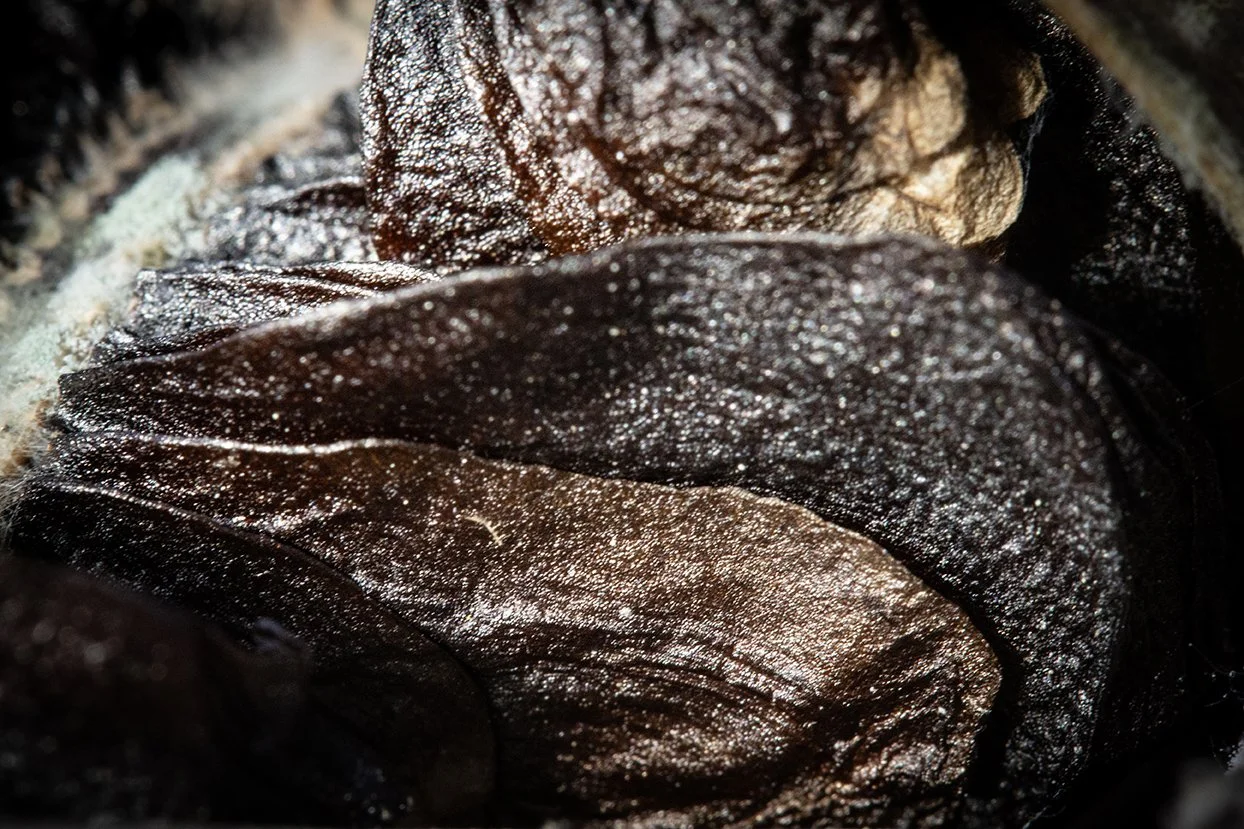 Seed Pod Alien 2, 2011, Archival digital print, 23 X 35" (Ltd edition)