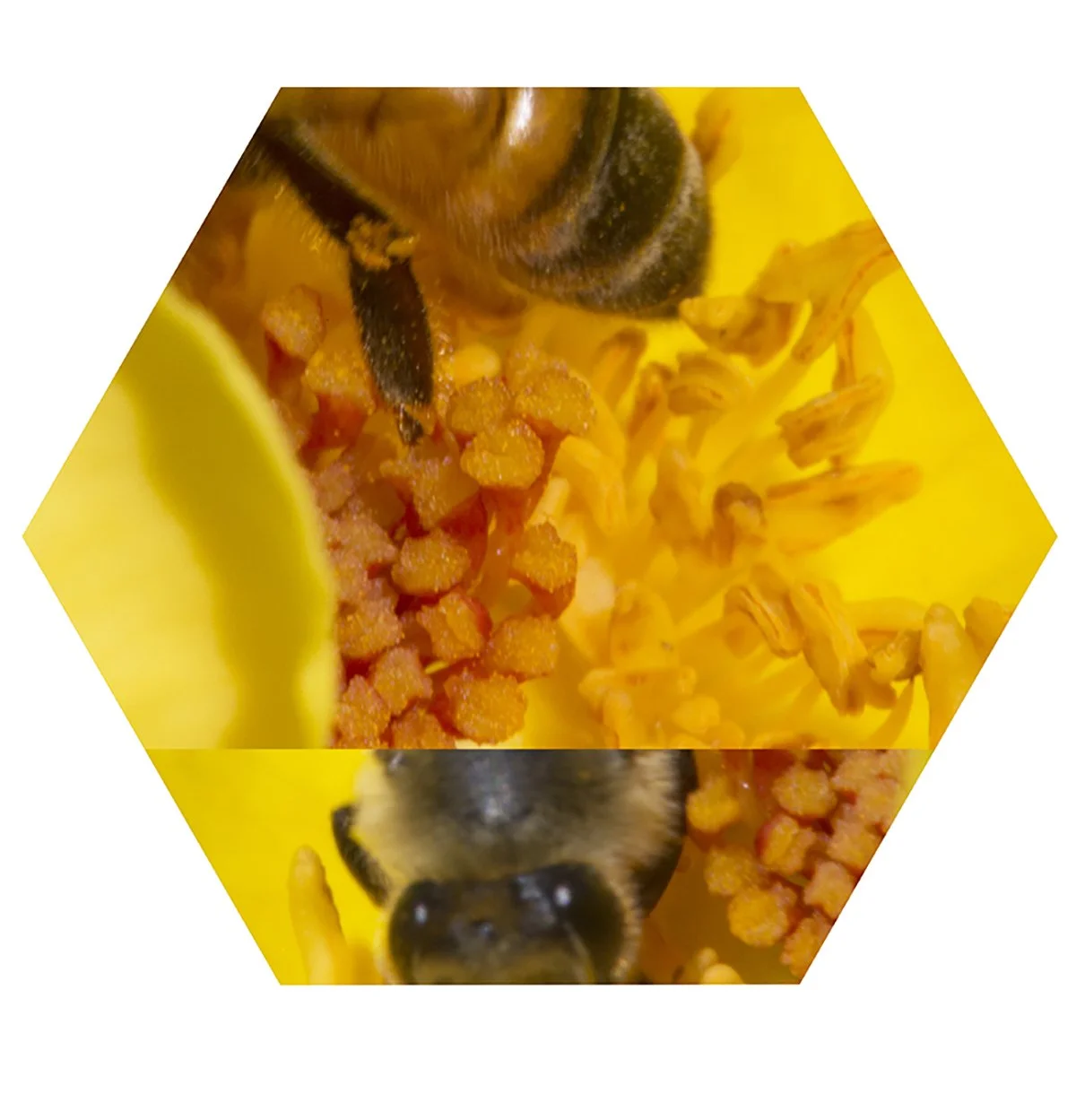 Close-up of a bee collecting nectar from bright yellow flowers.