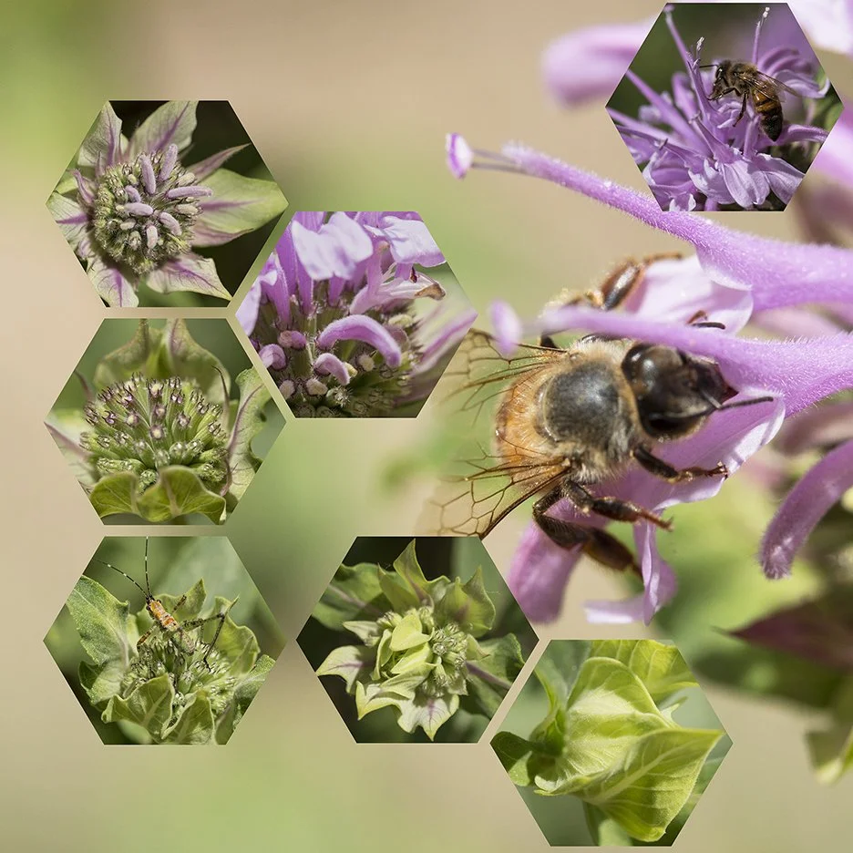 Pink Bergamot (Monardo fistulosa),
2018, Archival digital print mounted on white sintra and faced with plexiglas, 40.5 X 40.5”