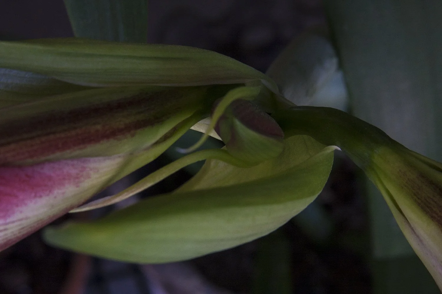 Double Bud, 2009, Archival digital print, 24 X 36" (Ltd edition)