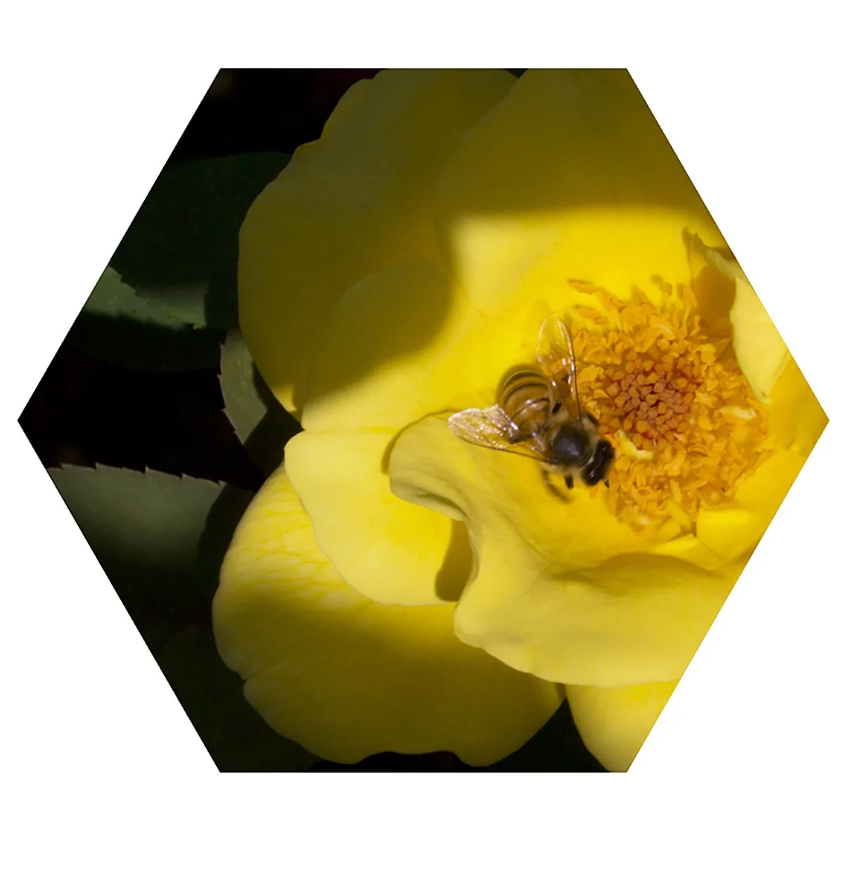 A honey bee on a yellow rose flower with a dark background.