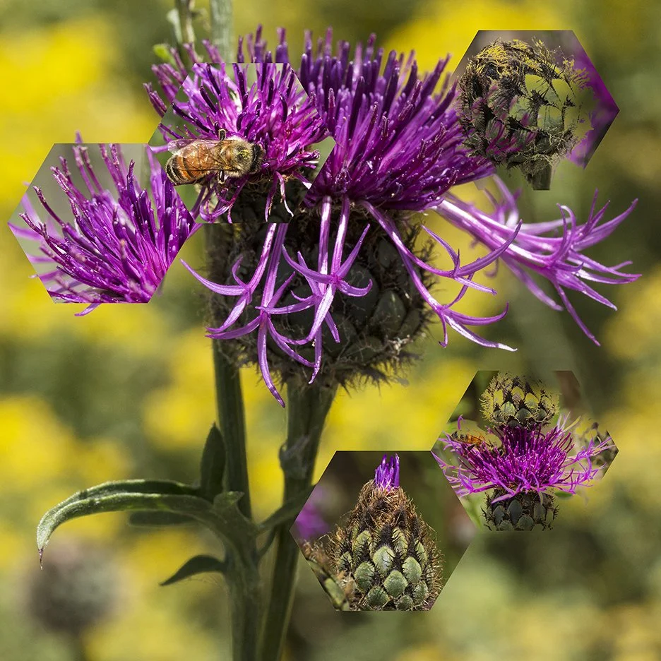 Knapweed (Centaurea sp),
2018, Archival digital print mounted on white sintra and faced with plexiglas, 40.5 X 40.5”