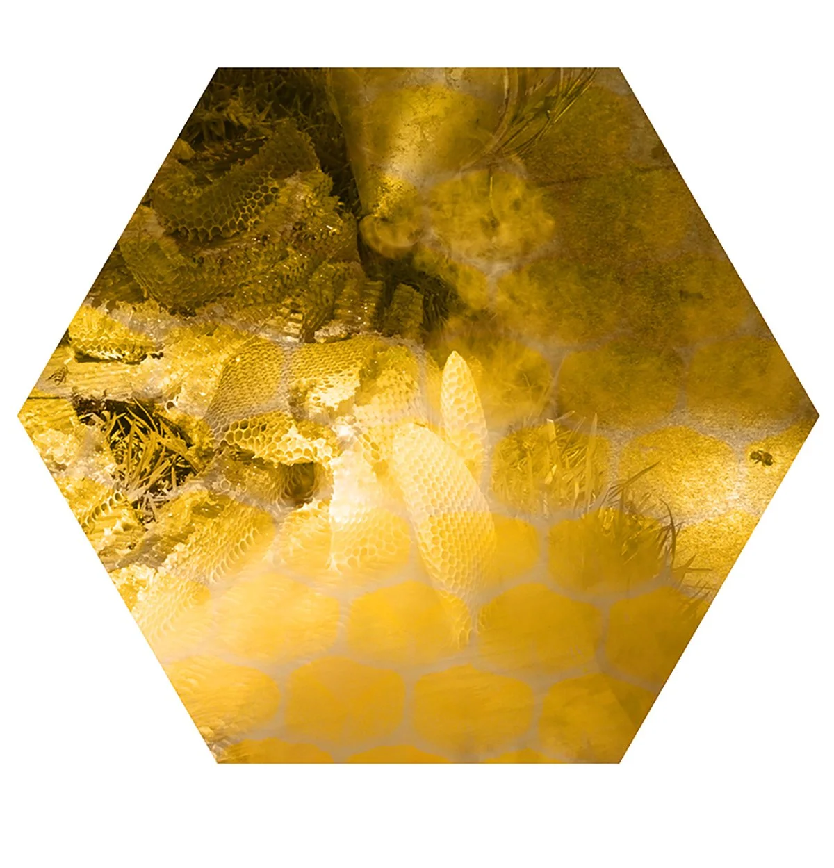 Honeycomb with bees and honey in a hexagonal frame.