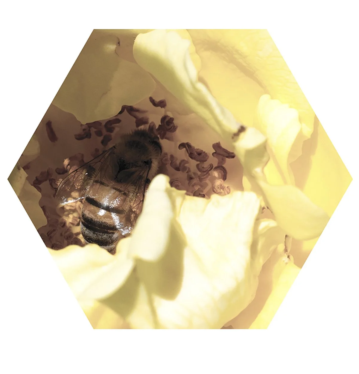 A bee collects nectar inside a white flower, surrounded by petals and stamens.