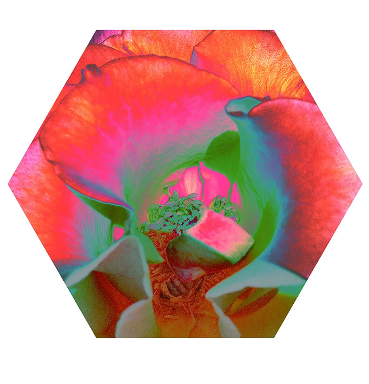 Color-enhanced photograph of a flower with large petals, viewed from above, showing the inner parts and stamens, within a hexagonal frame.