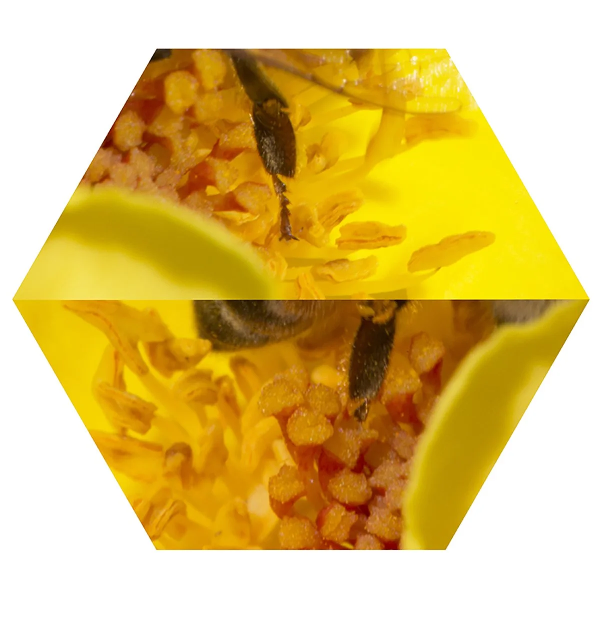 Close-up of a bee inside a yellow flower with visible pollen and petals.