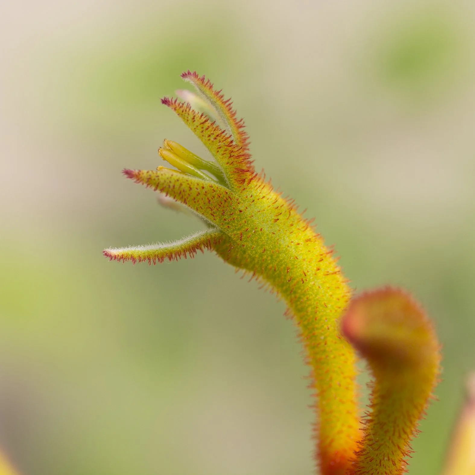 Kang Ru 3, 2013, Archival digital print, 24 X 24" (Ltd edition)