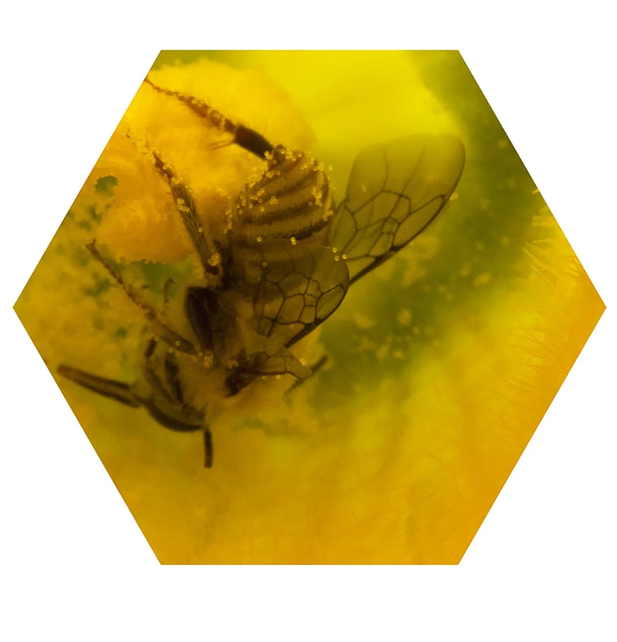 Close-up of a bee trapped inside a yellow flower with translucent wings and detailed body, captured in macro photography.