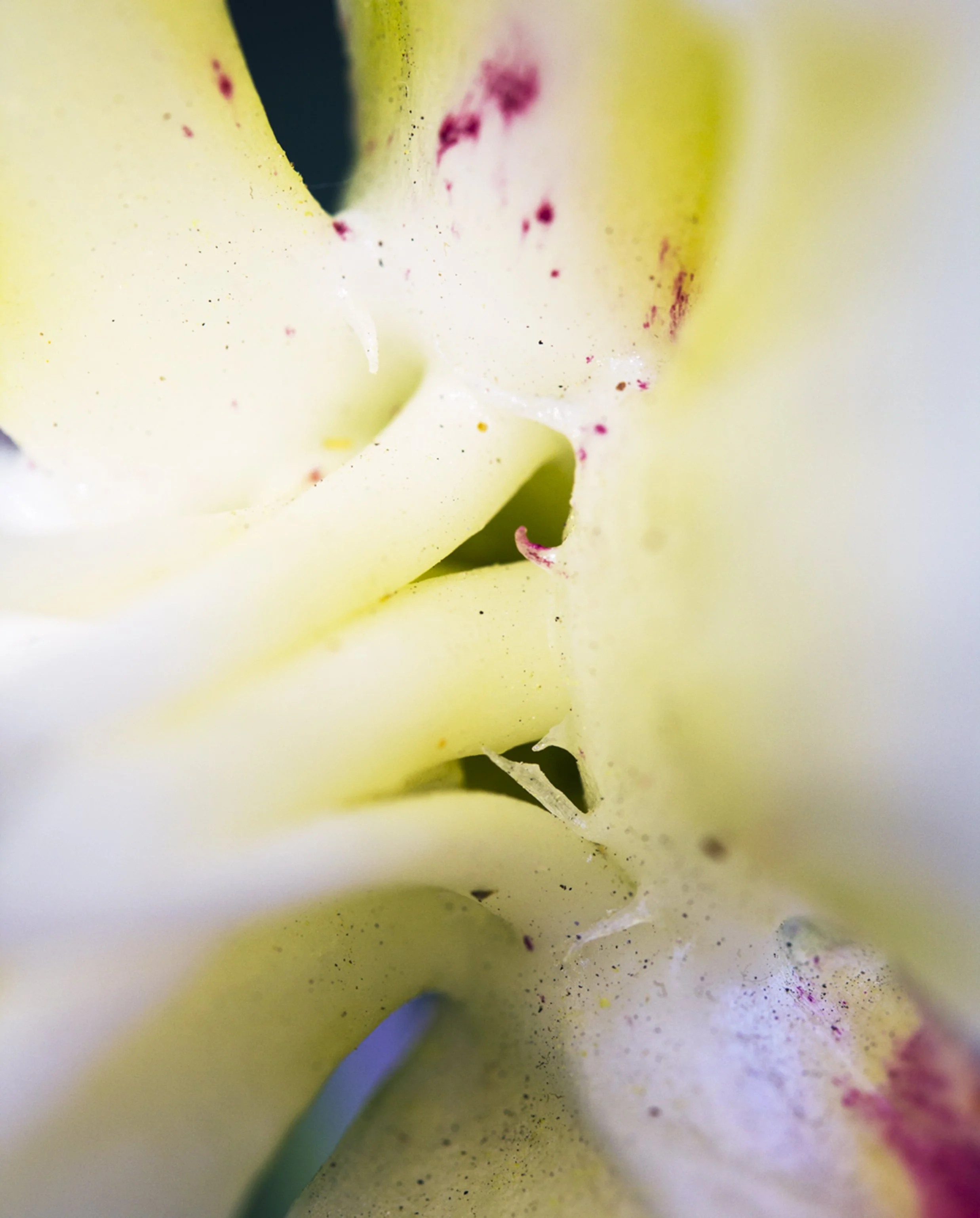 A close-up shot of a pale yellow and white flower with hints of pink and red on its petals.