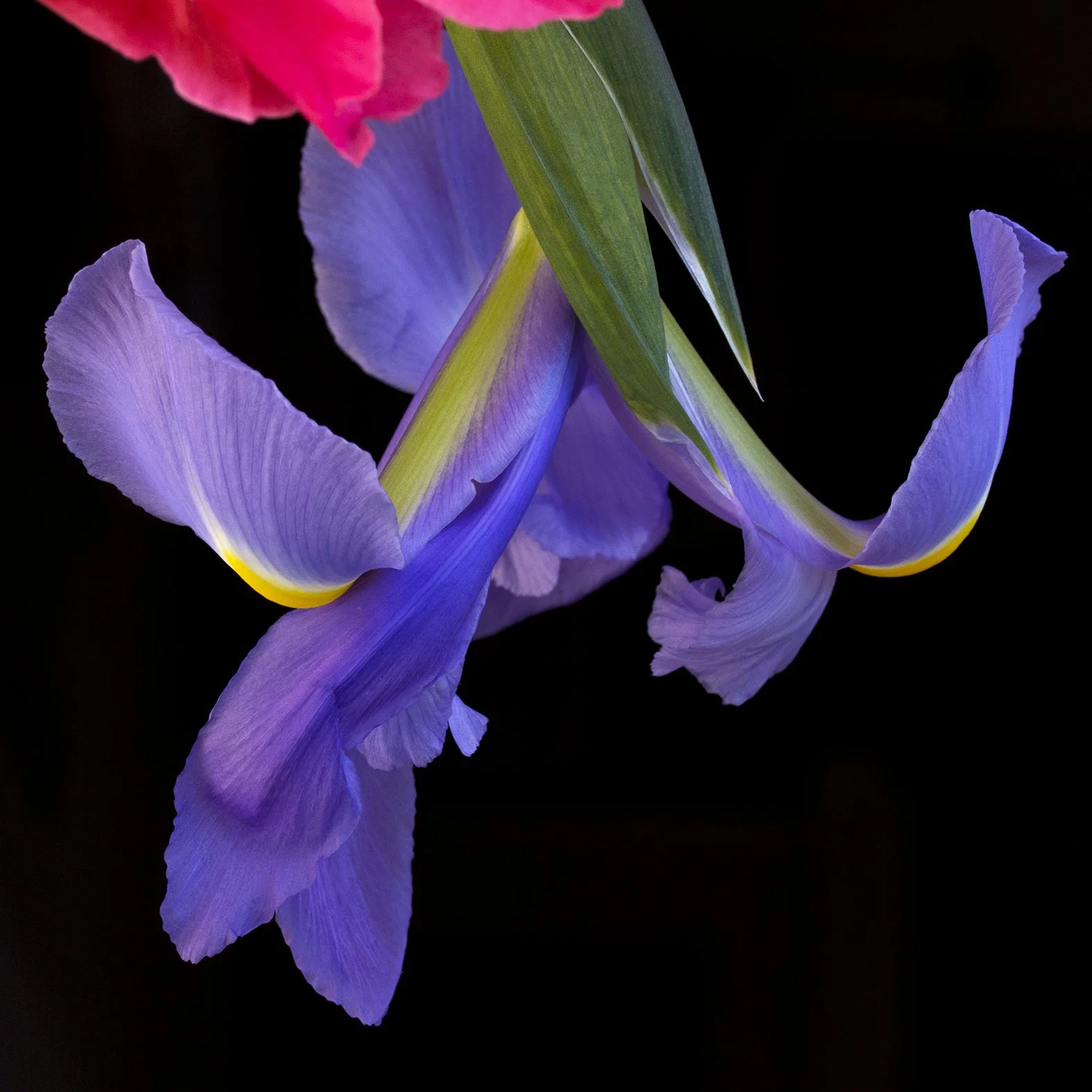 Vanitas 2, 2013, Archival digital print, 30 X 30" (Ltd edition)